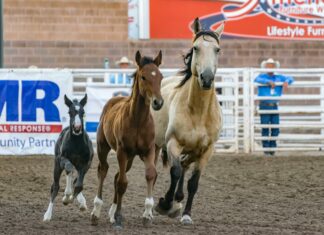 U.S. Population By Race Pie Chart: Discover the Surprising Truth