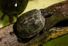 Slow And Steady Wins The Race: Uncover The Secrets To Success