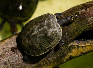 Slow And Steady Wins The Race: Uncover The Secrets To Success